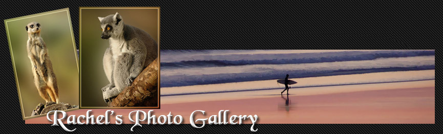 rachels photo gallery
